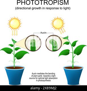 Fototropismo. Crescita direzionale della pianta in risposta alla luce. Ormone AUXIN che media la flessione delle parti vegetali verso una sorgente luminosa per gli opti Illustrazione Vettoriale