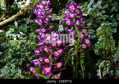 Orchidee appese su uno sfondo verde di fogliame ai Giardini Botanici di Singapore nel 2024 Foto Stock