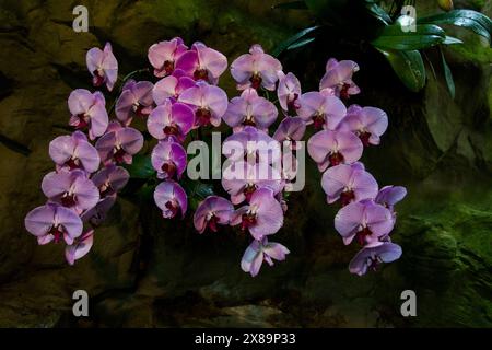Splendidi fiori rosa appesi con uno sfondo scuro scattati ai Giardini Botanici di Singapore nel 2024 Foto Stock