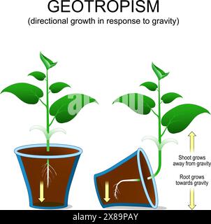 Geotropismo. Crescita direzionale della pianta in risposta alla gravità. Sparare si allontana dalla gravità. La radice cresce verso la gravità. Orientamento dell'impianto. vettore i Illustrazione Vettoriale