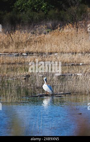 Un uccello si trova su un tronco in un corpo d'acqua. L'acqua è calma e limpida e l'uccello è circondato da erba alta. La scena è tranquilla e serena Foto Stock