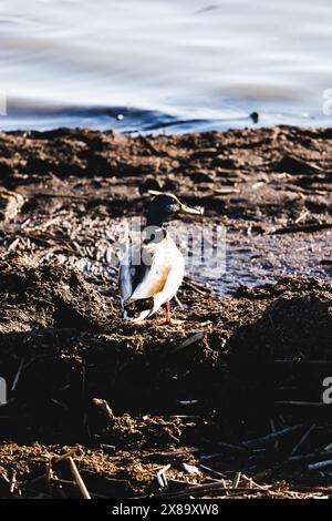 Un'anatra sta in piedi su una riva fangosa. L'anatra guarda a sinistra. L'acqua è calma Foto Stock