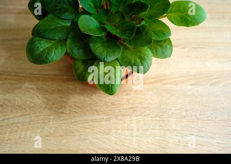 Foglie viola dai colori verdi vivaci che crescono in vasi al chiuso, su un tavolo in legno di quercia Foto Stock