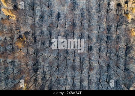 Vista dall'alto di una foresta morta dopo l'incendio, foto di un drone aereo. Pini bruciati dopo un incendio boschivo, disastro ecologico Foto Stock