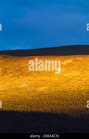 Una montagna erbosa piena di lussureggiante erba verde, circondata da alti alberi sotto un cielo azzurro. La luce del sole proietta ombre sul terreno, creando un Foto Stock