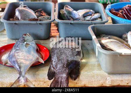 vari tipi di pesce marino sono venduti nei mercati tradizionali Foto Stock