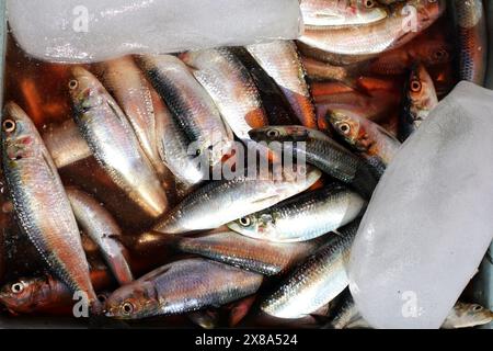 vari tipi di pesce marino sono venduti nei mercati tradizionali Foto Stock