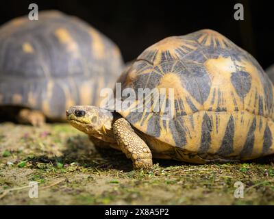 Una tartaruga irradiata che cammina su un prato in uno zoo, giornata di sole in primavera Foto Stock