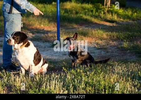 Uomo che punta mentre allena due cani in un campo aperto al crepuscolo. Portate il cane. Formazione sull'obbedienza Foto Stock