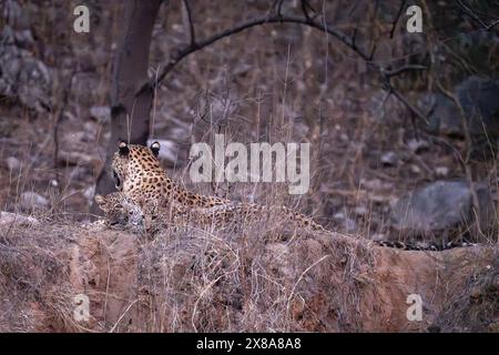 Madre e cuccioli di leopardo indiano (Panthera pardus fusca) nella riserva di leopardi jhalana, Foto Stock