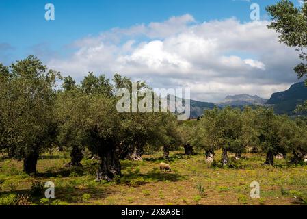 Pecore che pascolano in un campo di uliveti centenari nella catena montuosa di Tramuntana, vicino a Soller, Maiorca, isole Baleari, Spagna Foto Stock