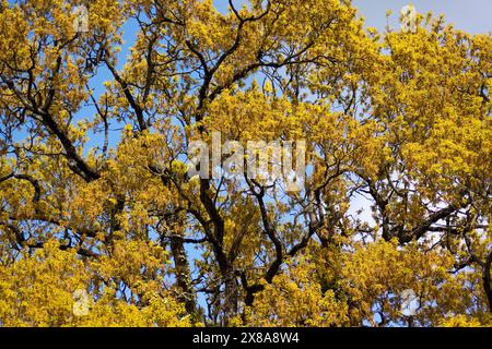 Quercia (quercus robur) in piena fioritura a Spring Chard, Somerset, Inghilterra, regno unito. Foto Stock