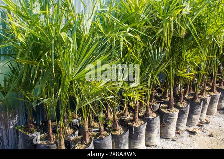 Syagrus romanzoffiana, la palma regina, [1] cocos palm o Jerivá, è una palma originaria del Sud America, introdotta in tutto il mondo come orname popolare Foto Stock