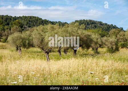 Giovani oliveti di Maiorca nella catena montuosa di Tramuntana, vicino a Pollensa, Maiorca, isole Baleari, Spagna Foto Stock