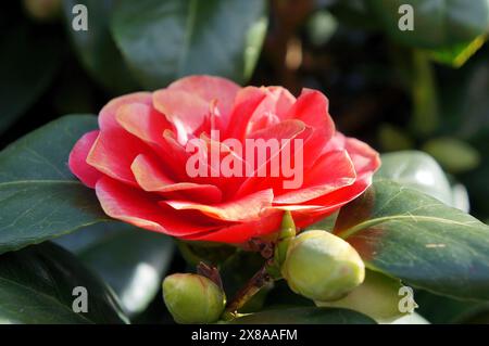 Fiore rosso camelia japonica che fiorisce al sole primaverile Foto Stock