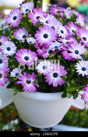 Dimorphotheca ecklonis viola in una pentola bianca Foto Stock