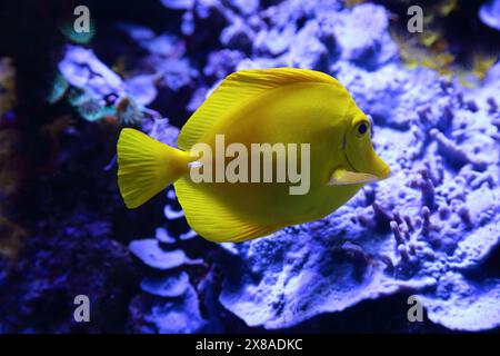 Ritratto di una linguetta gialla (Zebrasoma flavescens) Foto Stock