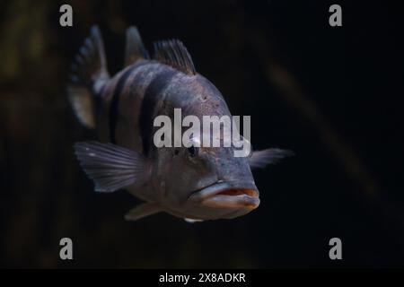 Primo piano di Cichla temensis subacqueo. Foto Stock