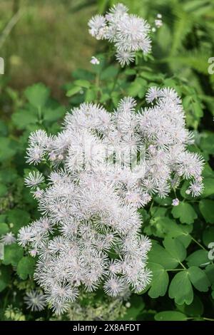 Greater Meadow-rue (Thalictrum aquilegifolium), fiori, Emsland, bassa Sassonia, Germania, Europa Foto Stock