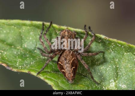 Fotografia macro di un ragno lince (Oxyopes ramosus) su una foglia verde, che mostra chiaramente la consistenza della foglia e del ragno, Baden-Württemberg, Germania, E. Foto Stock