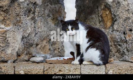 Il gatto bianco e nero si siede davanti a un muro di pietra e guarda attentamente, accanto ad esso una ciotola di cibo, gatti, città vecchia di Rodi, Rodi, Rodi, Dodeca Foto Stock