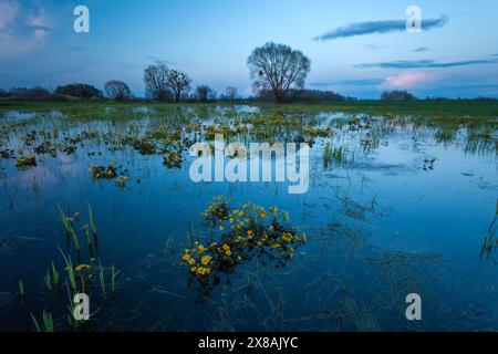 Vista serale di un prato allagato con fiori di calendula gialli, primavera aprile nella Polonia orientale Foto Stock