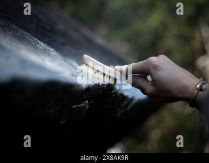 Spazzolare un masso in Magic Wood, Svizzera, preparazione mirata Foto Stock