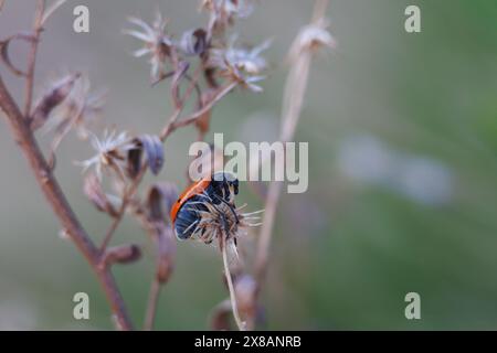 Falso coccinello Lachnaia vicina arroccato su una pianta secca, Alcoy, Spagna Foto Stock