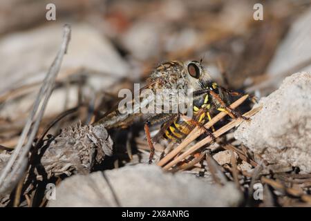 Killer Fly Asilidae che mangia una vespa a terra nel parco naturale della Sierra de Mariola, Alcoy, Spagna Foto Stock