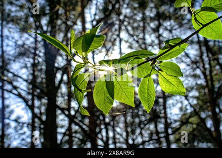 Primo piano di foglie verdi su un ramo con la luce del sole che filtra in un ambiente tranquillo della foresta. Foto Stock