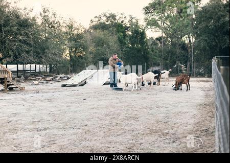 Uomo che dà da mangiare alle capre in un pascolo ghiacciato la mattina presto. Foto Stock