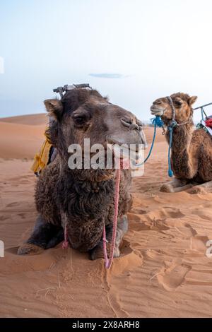 Due cammelli si posano per una foto mentre riposano sulla sabbia. Foto Stock