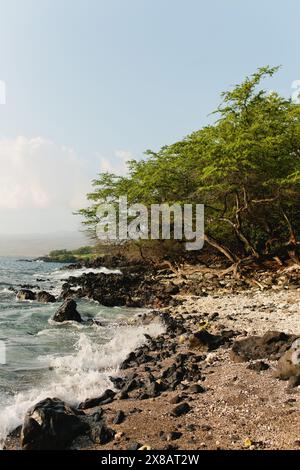 Spiaggia di roccia lavica con corallo alle Hawaii con alberi tropicali Foto Stock
