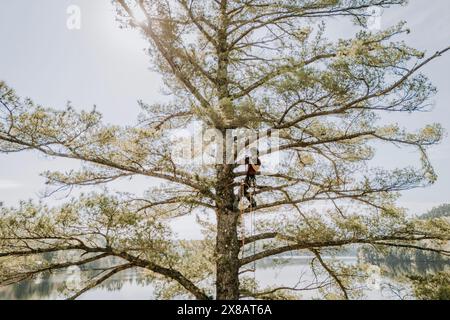 Specialista di alberi, truccato e avvolto in alto in un pino bianco, Maine Foto Stock