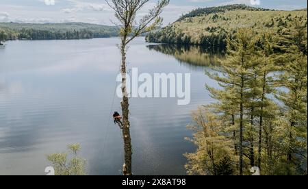 Taglierini che tagliano gli alberi mentre sono appesi a mezz'aria, Maine Foto Stock