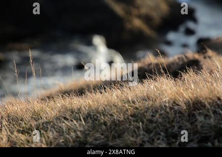 Islanda - 2024 05 01, immagine del paesaggio islandese, cascata Skogafoss, Foto Stock