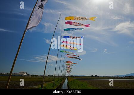 I rastrellatori Koinobori volano in alto nella giornata dei bambini a Ryuo Foto Stock