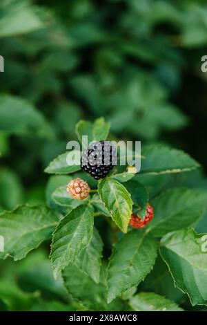 Tre more su un vitigno in estate con una al massimo della maturazione Foto Stock