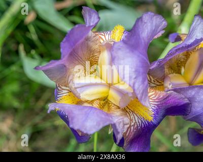 Fiore di Iris barbuti gialli e viola in fiore Foto Stock