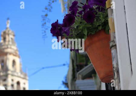 Strada con vasi di fiori e Torre della Cattedrale - Cordova, Andalusia, Spagna Foto Stock