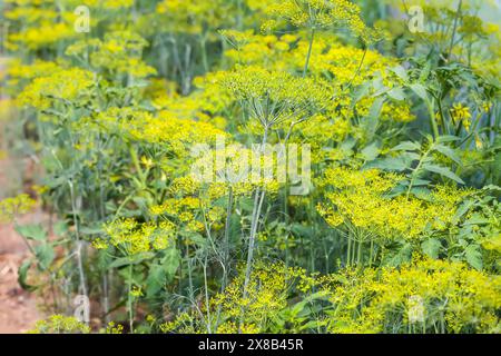 Piante di aneto fresche che crescono sul letto vegetale. Foto Stock