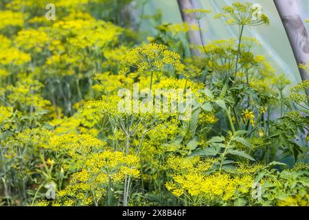 Piante di aneto fresche che crescono sul letto vegetale. Foto Stock