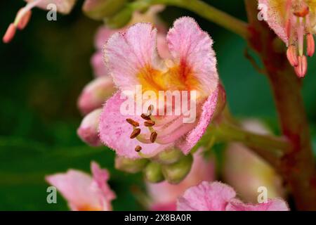 Fiore rosso di un albero di castagno del Cavallo Rosso (Aesculus x carnea) in primo piano Foto Stock