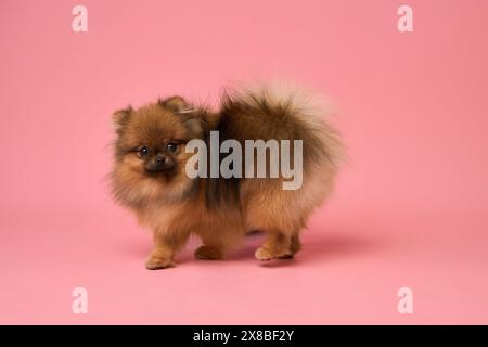 Il cane della Pomerania sta sullo sfondo dello studio Foto Stock