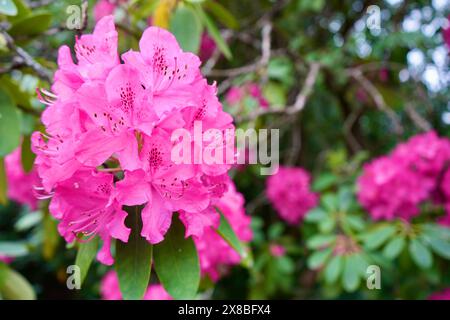 Splendidi fiori rosa di rododendro con vegetazione alle spalle. (Rhododendron Catawbiense.) Foto Stock