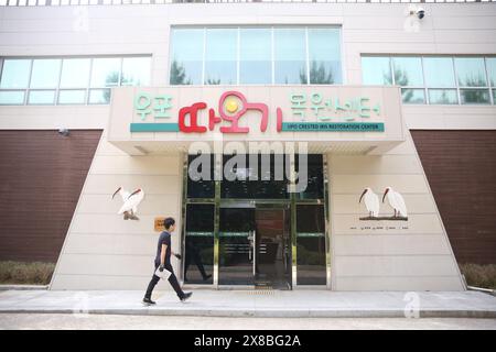 (240524) -- SEOUL, 24 maggio 2024 (Xinhua) -- questa foto scattata il 21 maggio 2024 mostra l'Upo Crested Ibis Restoration Center a Changnyeong, Corea del Sud. L'ibis crestato, ampiamente diffuso in Cina, Giappone, Corea del Sud e altre regioni dell'Asia orientale, è diventato una specie di uccelli a rischio di estinzione in tutto il mondo, raramente vista in Corea del Sud dagli anni '1980 Nel 2008, la coppia ibis crestata "Yang Zhou" e "Long Ting" è arrivata e si è sistemata presso l'Upo Crested Ibis Restoration Center di Changnyeong come regalo dalla Cina alla Corea del Sud. Altri due ibises maschili "Jin Shui" e "Bai Shi" W Foto Stock