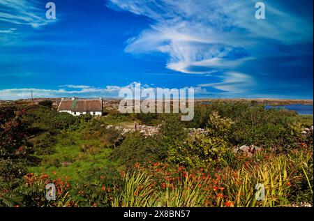 Circondato da mura di pietra e fiori selvatici, un vecchio cottage tradizionale sull'isola di Gorumna nel Connemara, Contea di Galway, Irlanda. Foto Stock