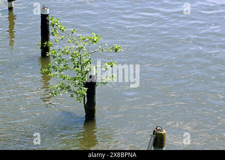 Standorte von Laubgehölzen Eine Schwarzerle steht an einem Bootsanleger dauerhaft im Wasser *** posizioni di alberi decidui Un ontano nero si erge permanentemente in acqua presso un molo Foto Stock