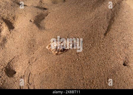 Conus Textile sul fondo del Mar Rosso, Eilat Israele Foto Stock