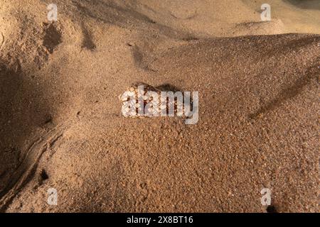 Conus Textile sul fondo del Mar Rosso, Eilat Israele Foto Stock